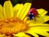girasole képe
